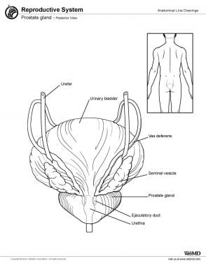 prostate gland lobes