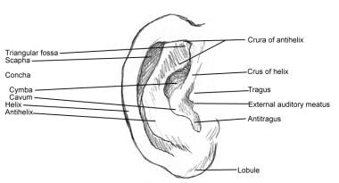 parts of the outer ear