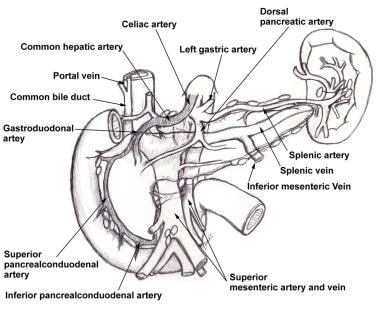 Pancreaticoduodenal拱廊是抵押途径