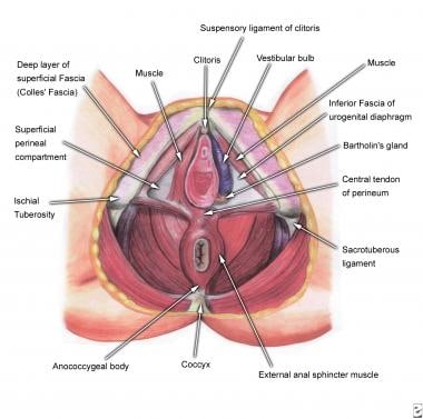 Deep perineal structures. 
