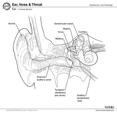 posterior ear anatomy diagram