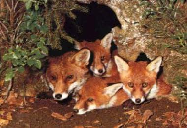 Foxes are the definitive hosts of the cestode Echi