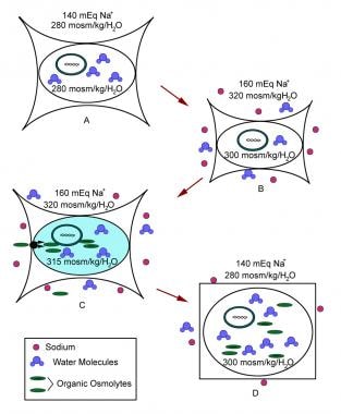 Figure A: Normal cell. Figure B: Cell initially re