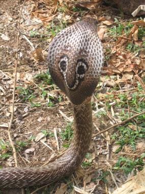 hooded cobra - Google Search  King cobra snake, Cobra snake, Cobra