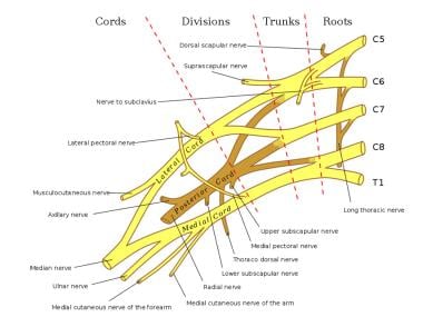 Nerve Root Distribution Chart