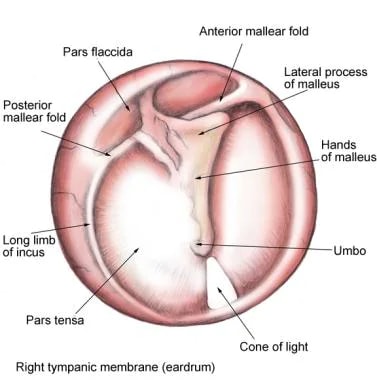 staped/o, stapedi/o - Master Medical Terms