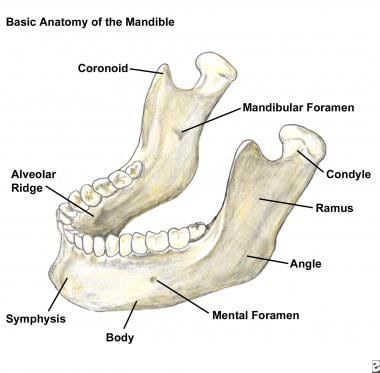 Basic anatomy of the mandible. 