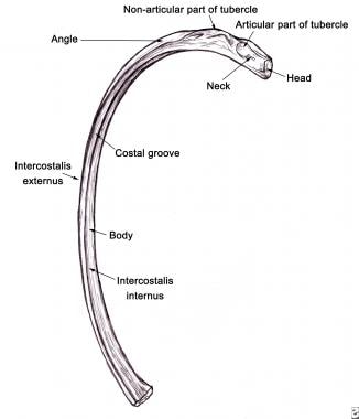 Image of the common middle rib. The common middle 