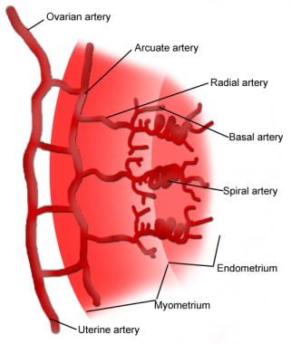 The uterine blood supply.