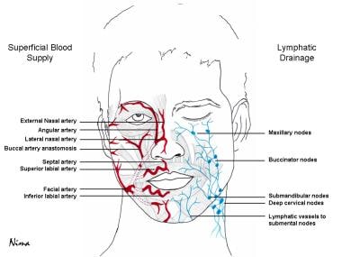 Blood supply and lymphatic drainage of the face. 