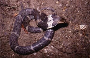 
Naja atra (Chinese cobra). Photo by Sherman Minto