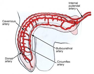 Arterial supply to the penis 