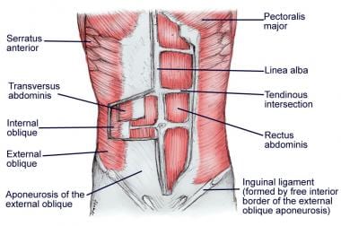 Layers of the abdominal wall. 