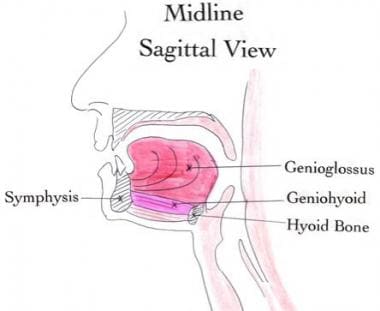 This midline sagittal drawing illustrates the ante