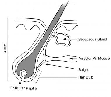 Hair anatomy The hair root comprises a hair follicle HF a hair   Download Scientific Diagram