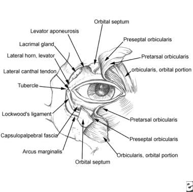 Surgical anatomy of upper and lower eyelids. 