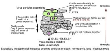 Figure showing how human papillomavirus penetrates