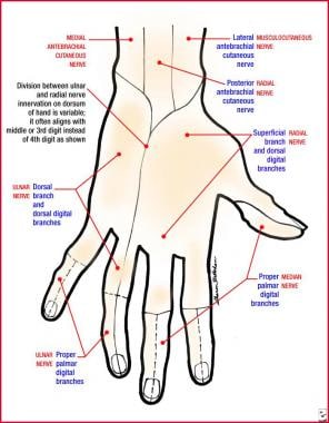 Superficial dorsal sensation of the hand 