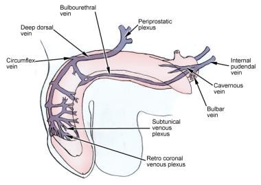 Anatomy of the Lower Urinary Tract and Male Genitalia