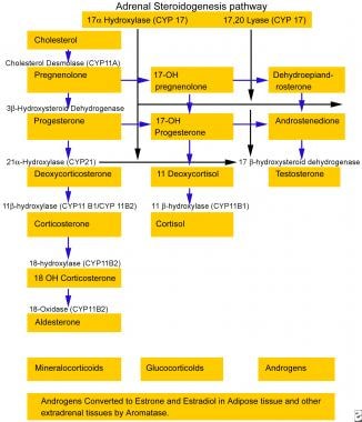 Steroidogenesis pathways in the adrenal cortex. 