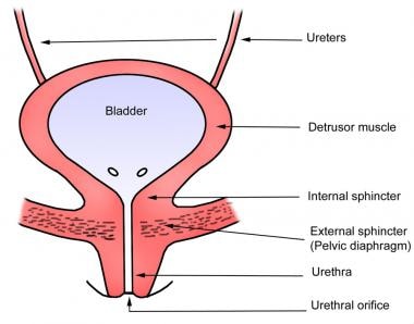 Nonbacterial and Noninfectious Cystitis: Practice ... bladder wall diagram 