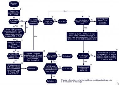 Algorithm for the management of jaundice in the ne