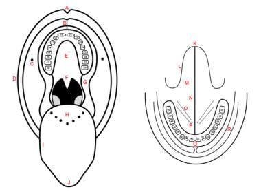 Oral Cavity Vestibule