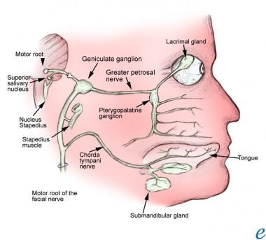 stylomastoid foramen facial nerve