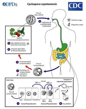 Life cycle of Cyclospora cayetanensis in pictorial