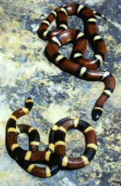 Comparison of the harmless Mexican milksnake, Lamp