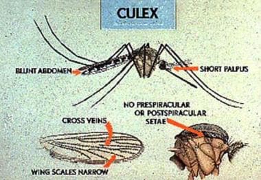 The Culex mosquito, common in the eastern United S