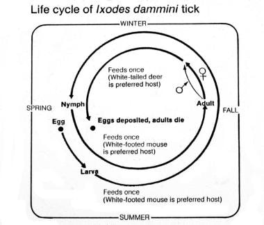 硬xodes dammini蜱的生命周期。礼貌的