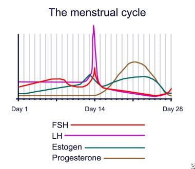 Menstrual cycle. 