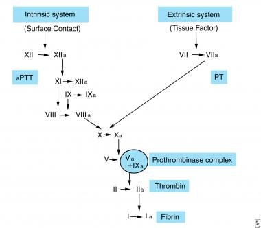 Intrinsic and extrinsic pathways of coagulation. F