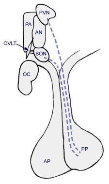 Anatomic relationships between pituitary and hypot