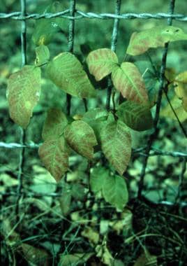 Young poison ivy plant Toxicodendron radicans. The