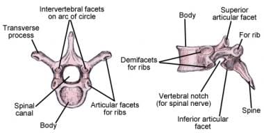 Illustration of thoracic vertebrae showing vertebr