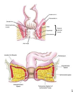 Anatomy of anal canal and perianal space.