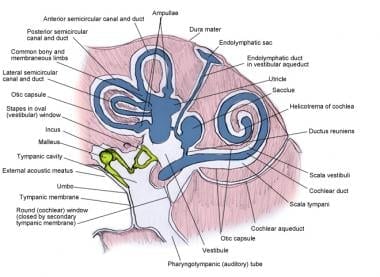 Inner ear: bony and membranous labyrinths. 