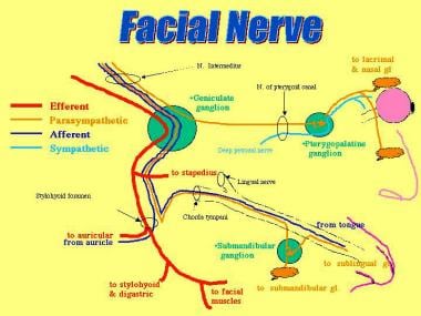 facial nerve palsy diagram