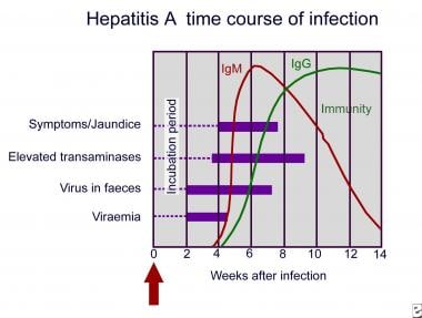 甲型肝炎。感染时间和病程。