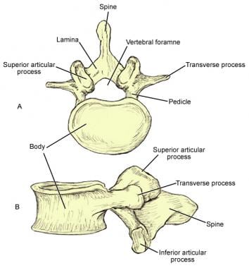 Illustration of thoracic vertebrae showing vertebral body