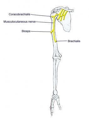 Musculocutaneous nerve. 