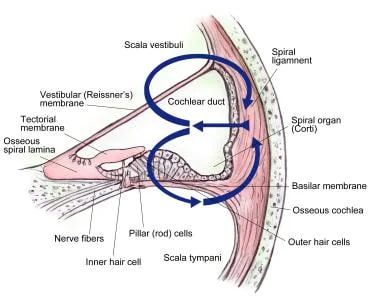 Cross-section of cochlea. 