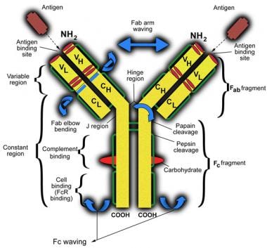 Schematic representation of an immunoglobulin G mo