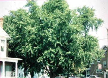 Mature gingko tree, Ginkgo biloba, growing in Fred