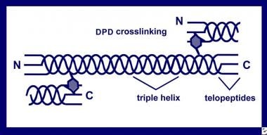 Deoxypyridinoline cross-linking in bone collagen. 