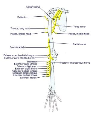 Axillary and radial nerves. 