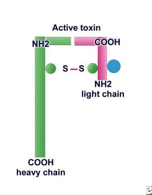 Proteolytic activity is located at the N-terminal 