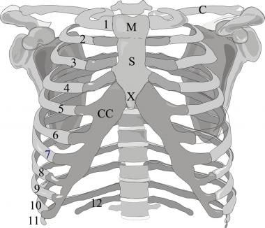 胸廓的正面图像。肋骨1-12商令